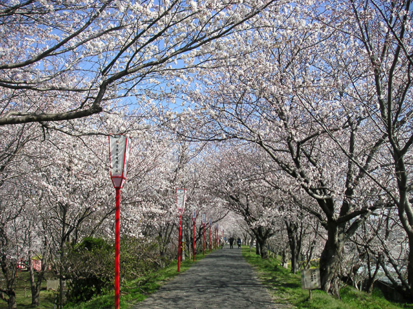 宮川堤の桜並木画像