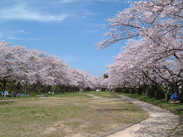 宮川緑地公園の桜並木画像