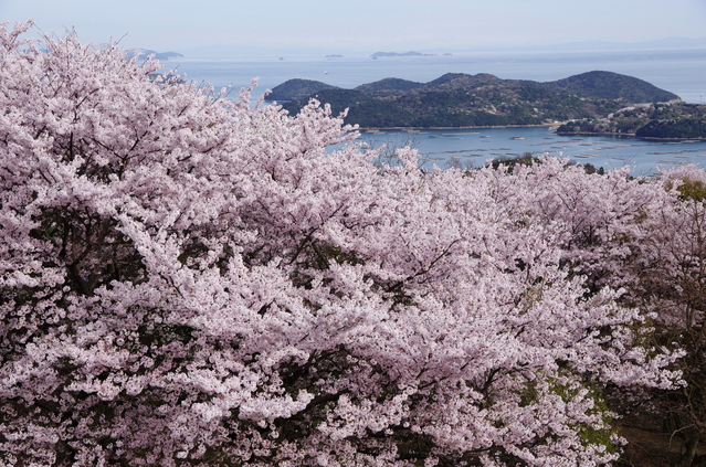 牛窓 オリーブ園