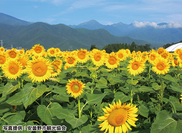 ほりがね物産センターのひまわり畑