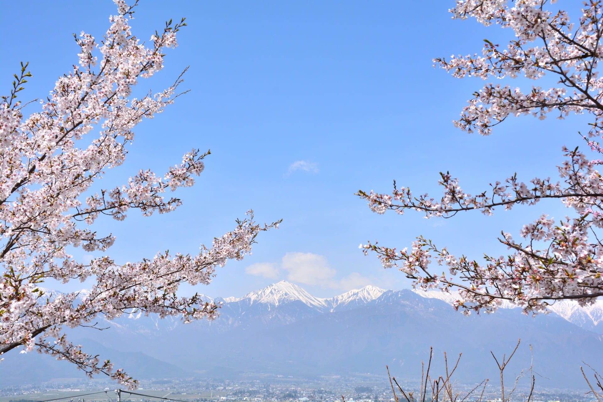 光城山の桜