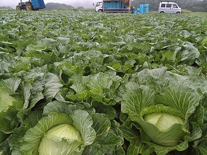 羽生田売店高原野菜直売所