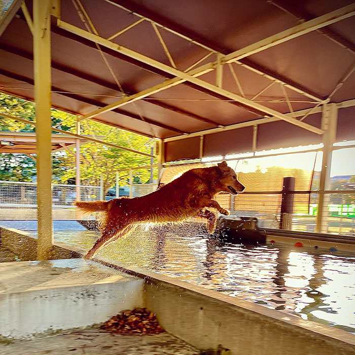 ドッグラン 犬の森～ポム～