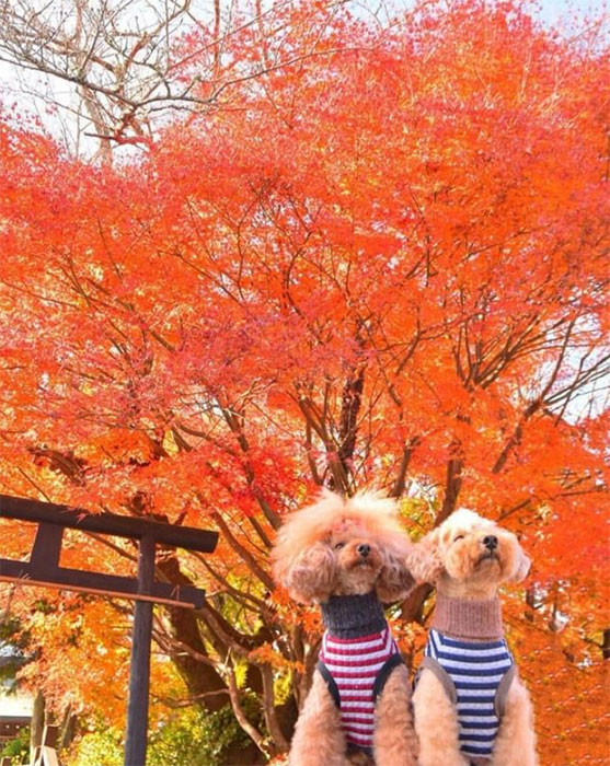 愛犬の駅