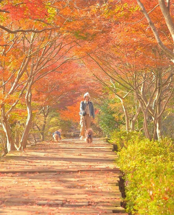 愛犬の駅