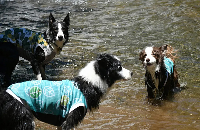 愛犬と楽しむ森歩き