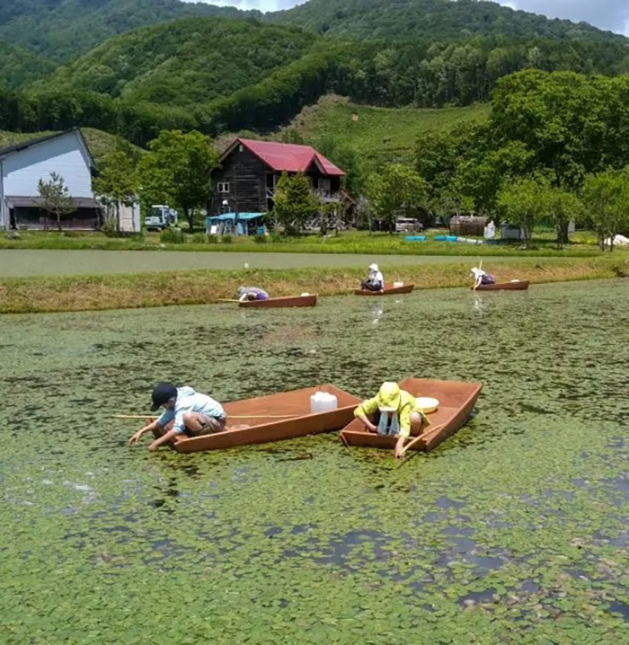 裏磐梯ジュンサイ摘み体験