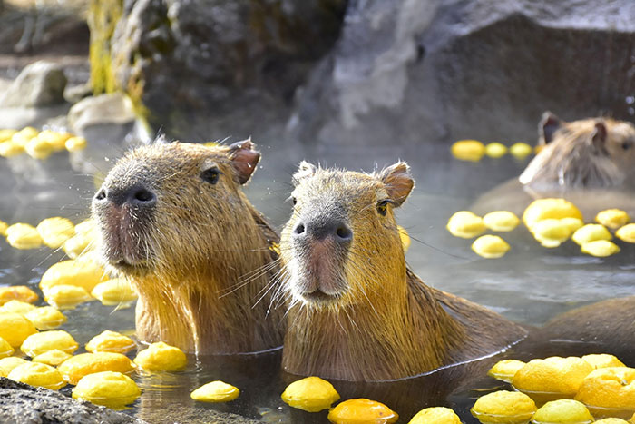 伊豆シャボテン動物公園「元祖　カピバラ露天風呂」