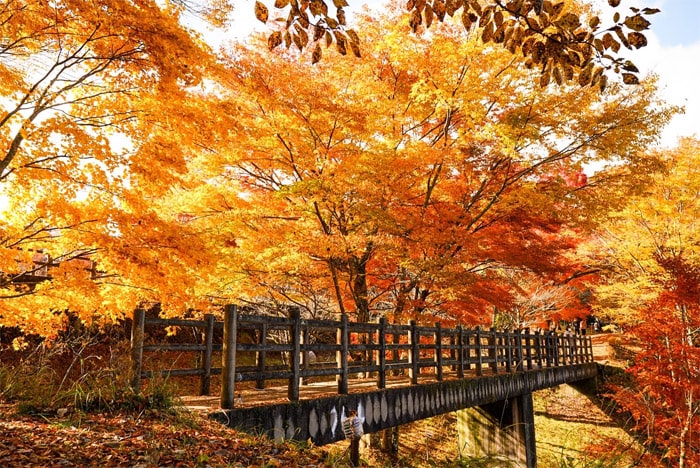 山中湖　夕焼けの渚　紅葉まつり