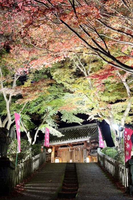 吉野山 秋の紅葉ライトアップ