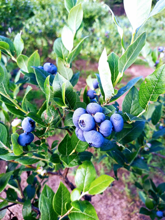 南八ヶ岳 花の森公園 収穫体験 