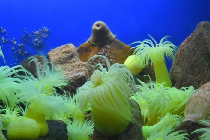 京都大学白浜水族館