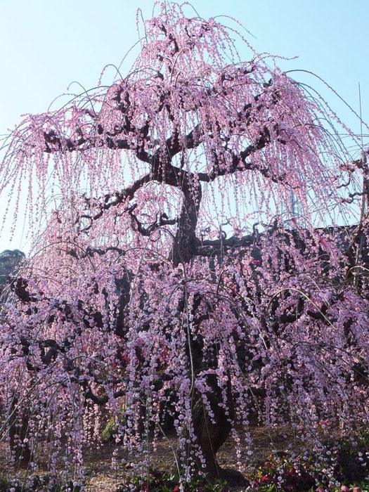 大草山昇竜しだれ梅園