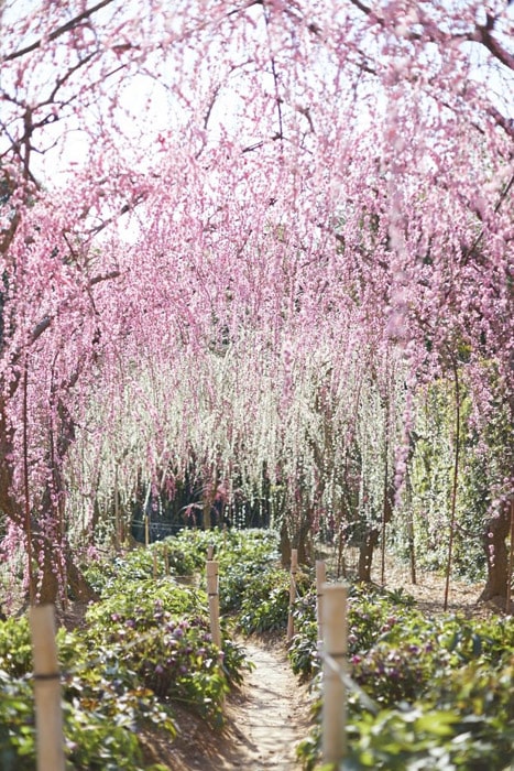 大草山昇竜しだれ梅園