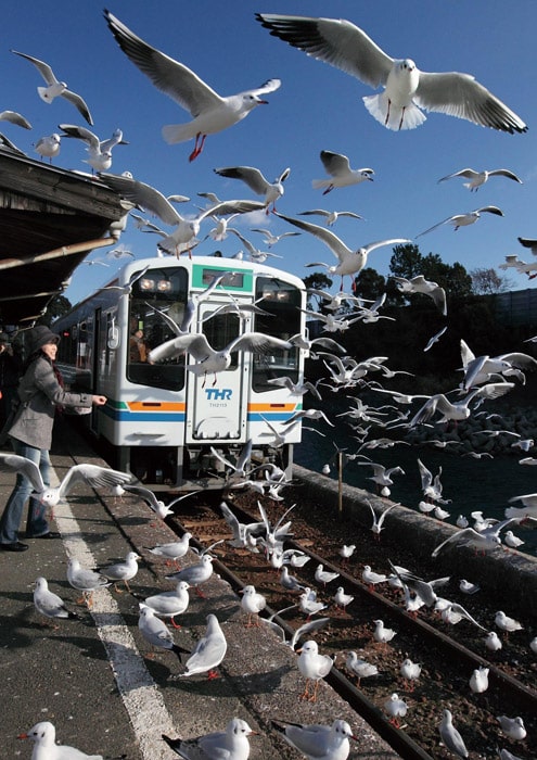天竜浜名湖鉄道　佐久米駅のゆりかもめ