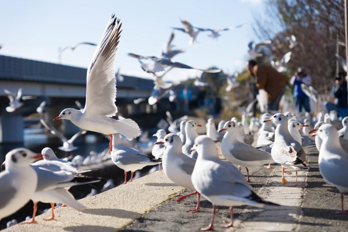 天竜浜名湖鉄道　佐久米駅のゆりかもめ