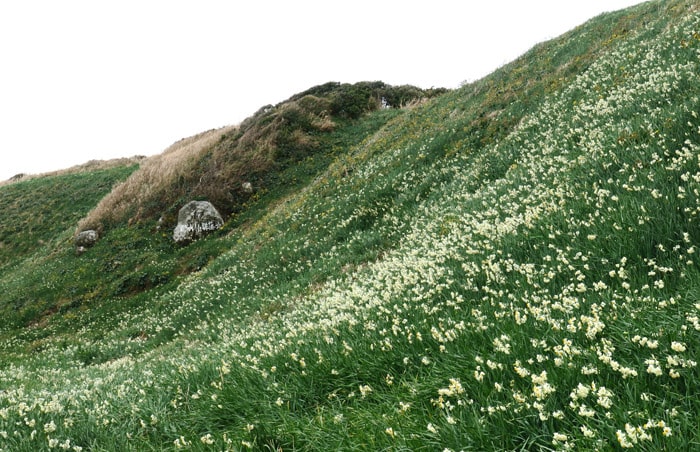 下田温泉　水仙まつり