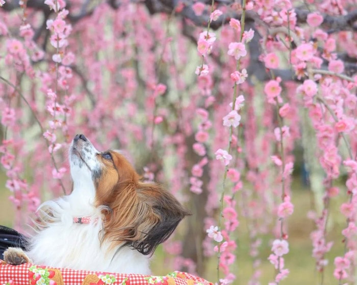 かざはやの里～かっぱのふるさと