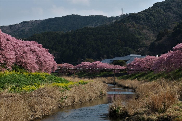 第35回河津桜まつり