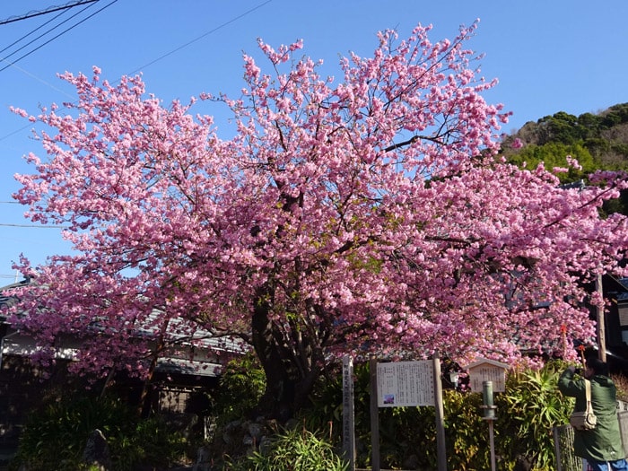 第35回河津桜まつり