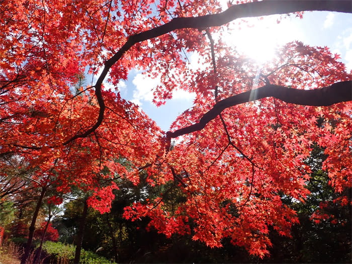 静岡県立森林公園