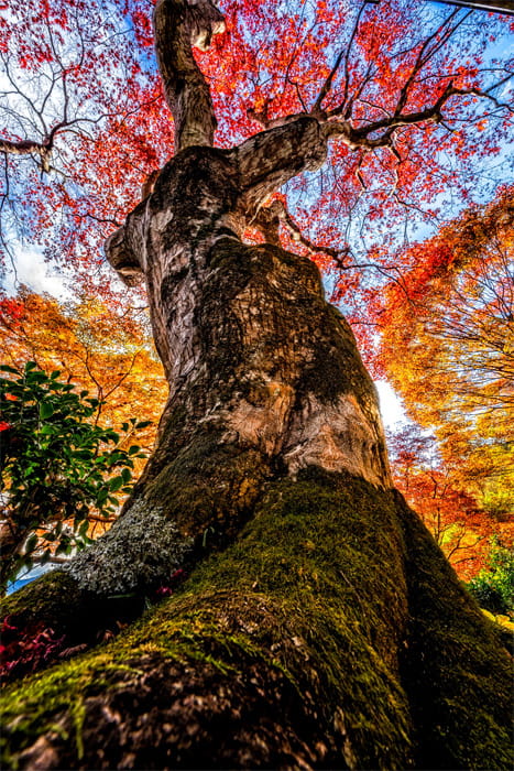 泰運寺