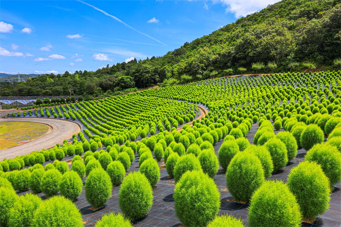 志摩市観光農園