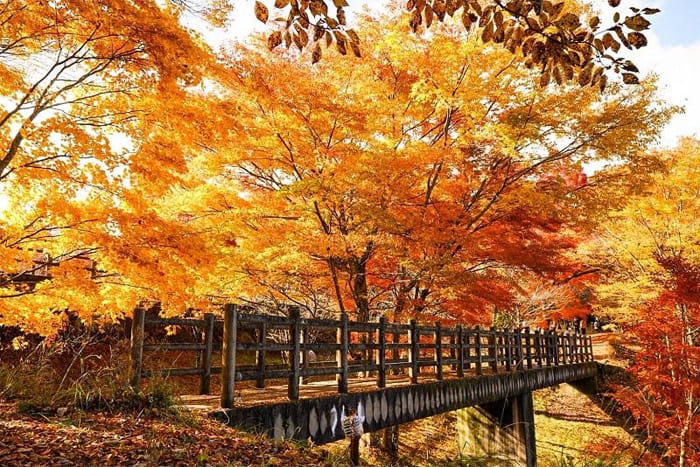 夕焼けの渚　紅葉まつり