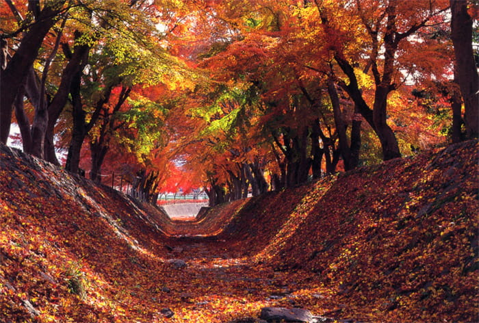 富士河口湖紅葉まつり