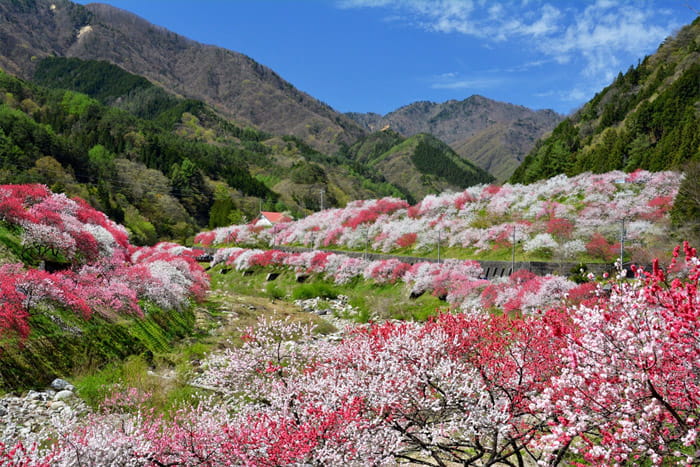 日本一の桃源郷　花桃の里