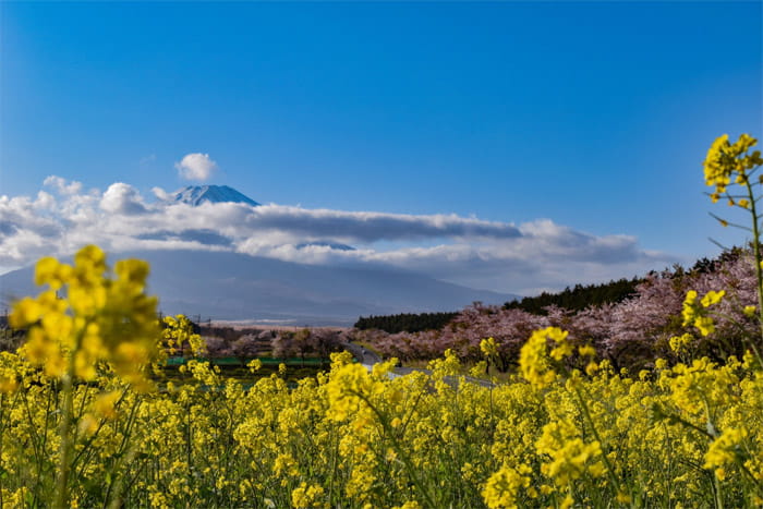 富士山すそのパノラマロード