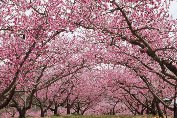 富士見パノラマリゾート
