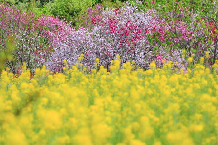 三重県営サンアリーナ・花の広場