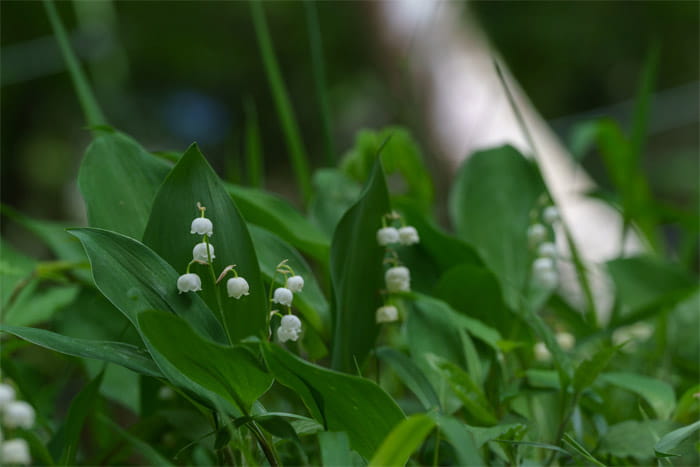 笛吹市芦川のすずらん群生地