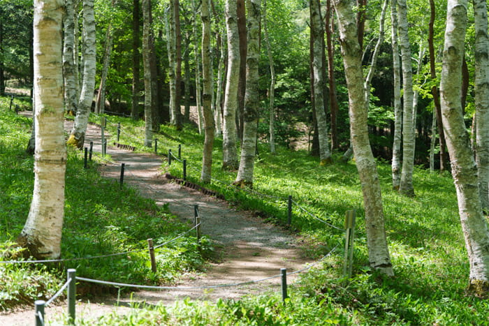 笛吹市芦川のすずらん群生地