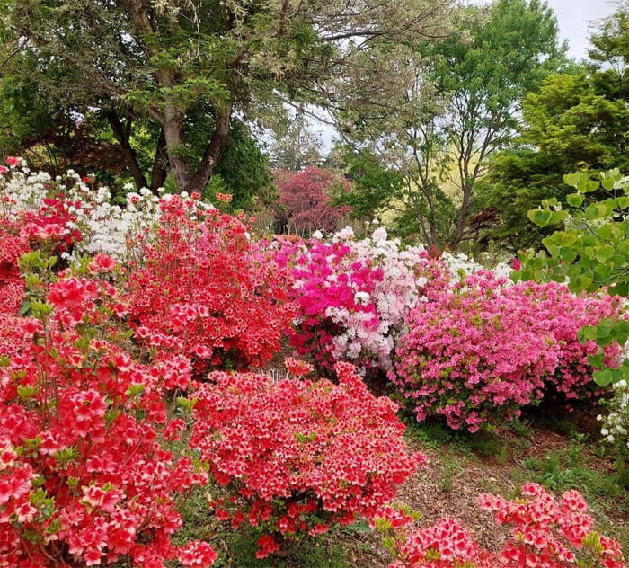 南八ヶ岳　花の森公園