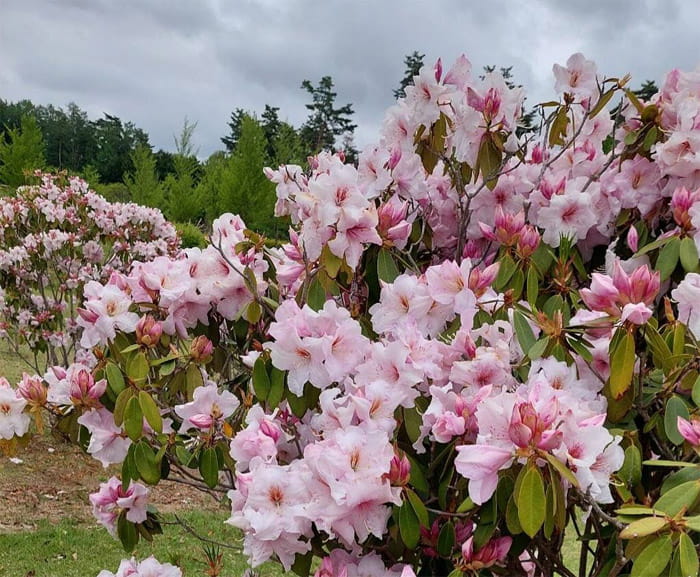 南八ヶ岳　花の森公園