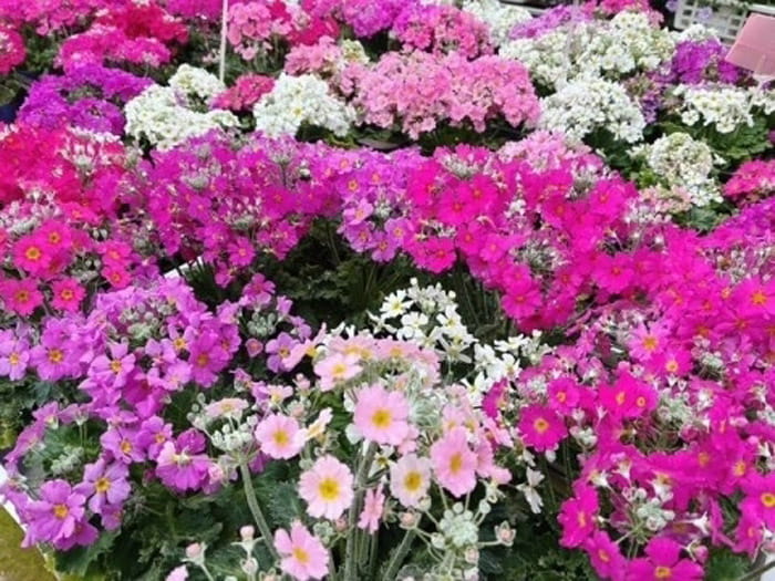 あんずの里アグリパーク