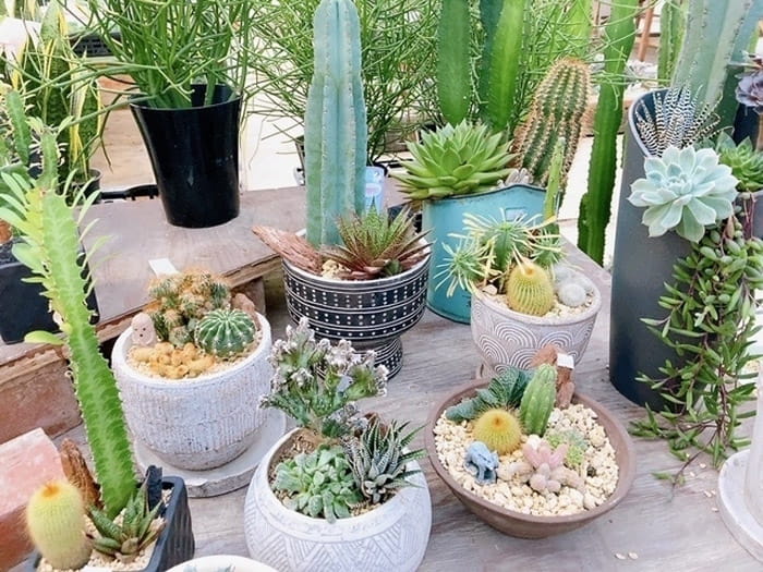 あんずの里アグリパーク