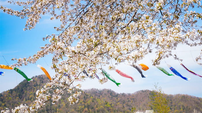 定山渓温泉渓流鯉のぼり