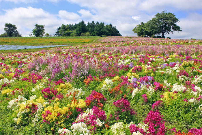 那須フラワーワールド