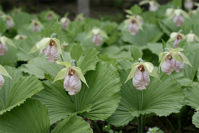 軽井沢町植物園