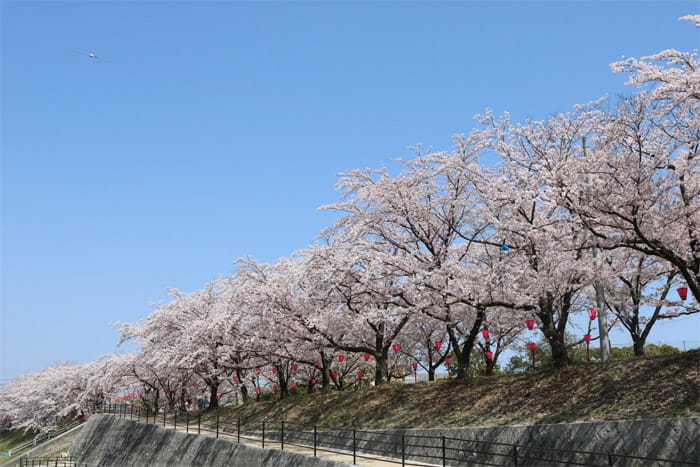 住吉堤防敷の桜