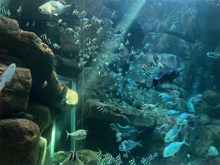 みやじマリン 宮島水族館